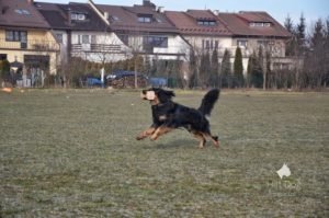 Trening posłuszeństwo Hovawart Basile Trzy Wiedzmy z Jackiem Lewkowiczem