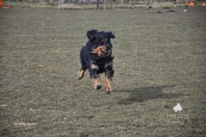 Trening posłuszeństwo Hovawart Basile Trzy Wiedzmy z Jackiem Lewkowiczem