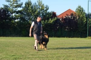 Trening na boisku w Szymanowie. Hovawart Basile Trzy Wiedzmy