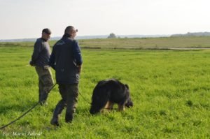 Hovawart Basile Trzy Wiedzmy - trening tropienie z Markiem Woźnickim