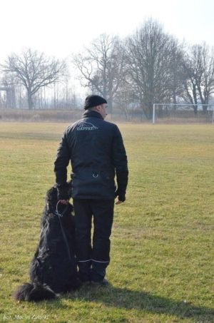 Trening posłuszeństwo Hovawart Basile Trzy Wiedzmy z Jackiem Lewkowiczem