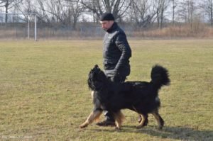 Trening posłuszeństwo Hovawart Basile Trzy Wiedzmy z Jackiem Lewkowiczem