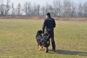 Trening posłuszeństwo Hovawart Basile Trzy Wiedzmy z Jackiem Lewkowiczem