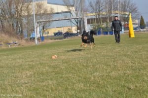 Trening posłuszeństwo Hovawart Basile Trzy Wiedzmy z Jackiem Lewkowiczem