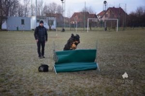 Trening posłuszeństwo Hovawart Basile Trzy Wiedzmy z Jackiem Lewkowiczem